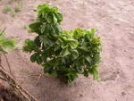 Acalypha Wilkesiana